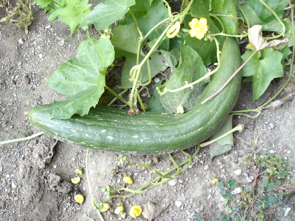 This luffa weighs nearly 5lbs. 