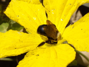 Drunk bumbles... they are well fed in our garden.