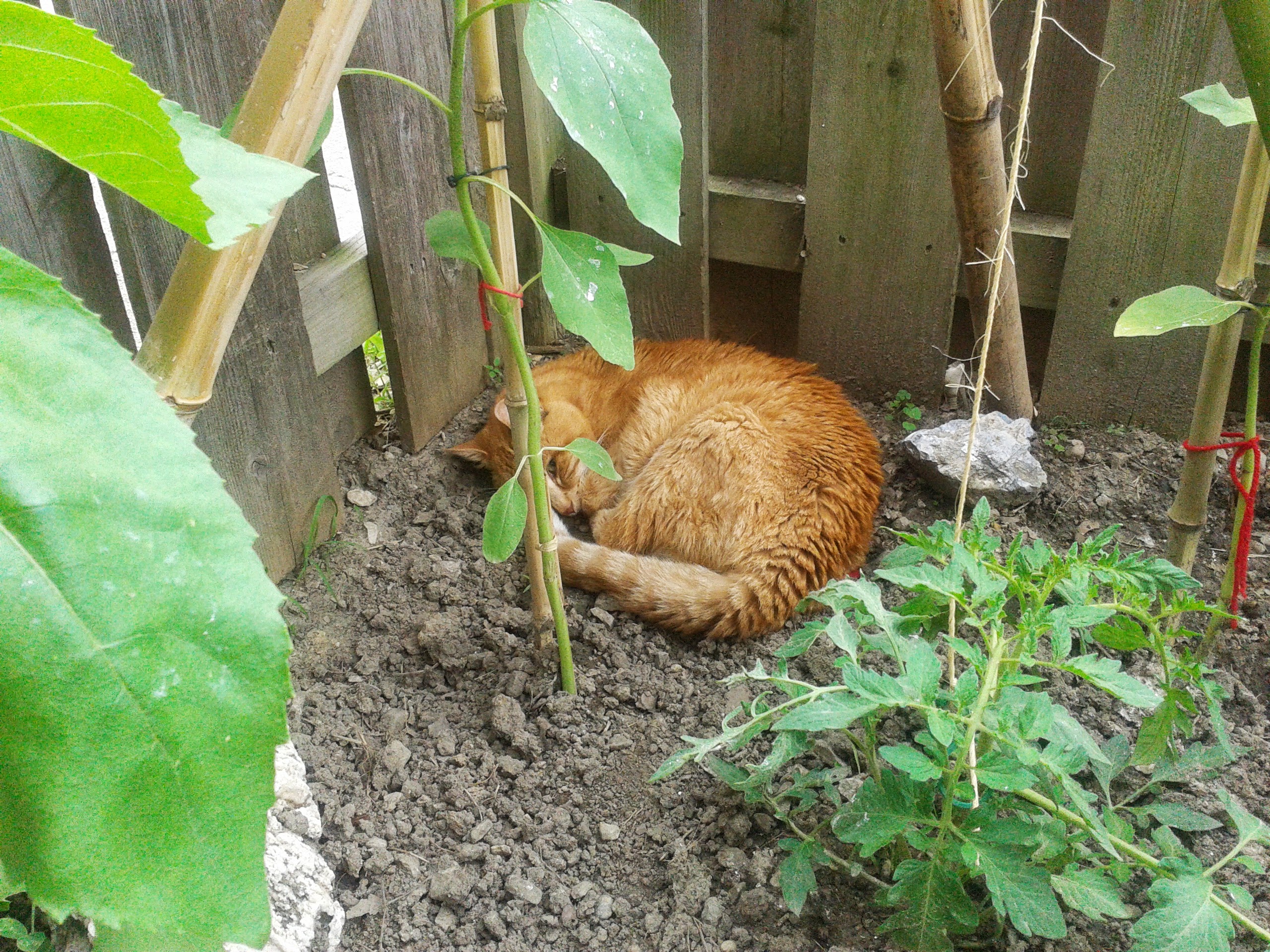 Garfield enjoying his garden two days before he died.