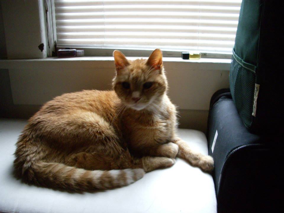 Garfield after I came back from Turkey. Note the weight loss.