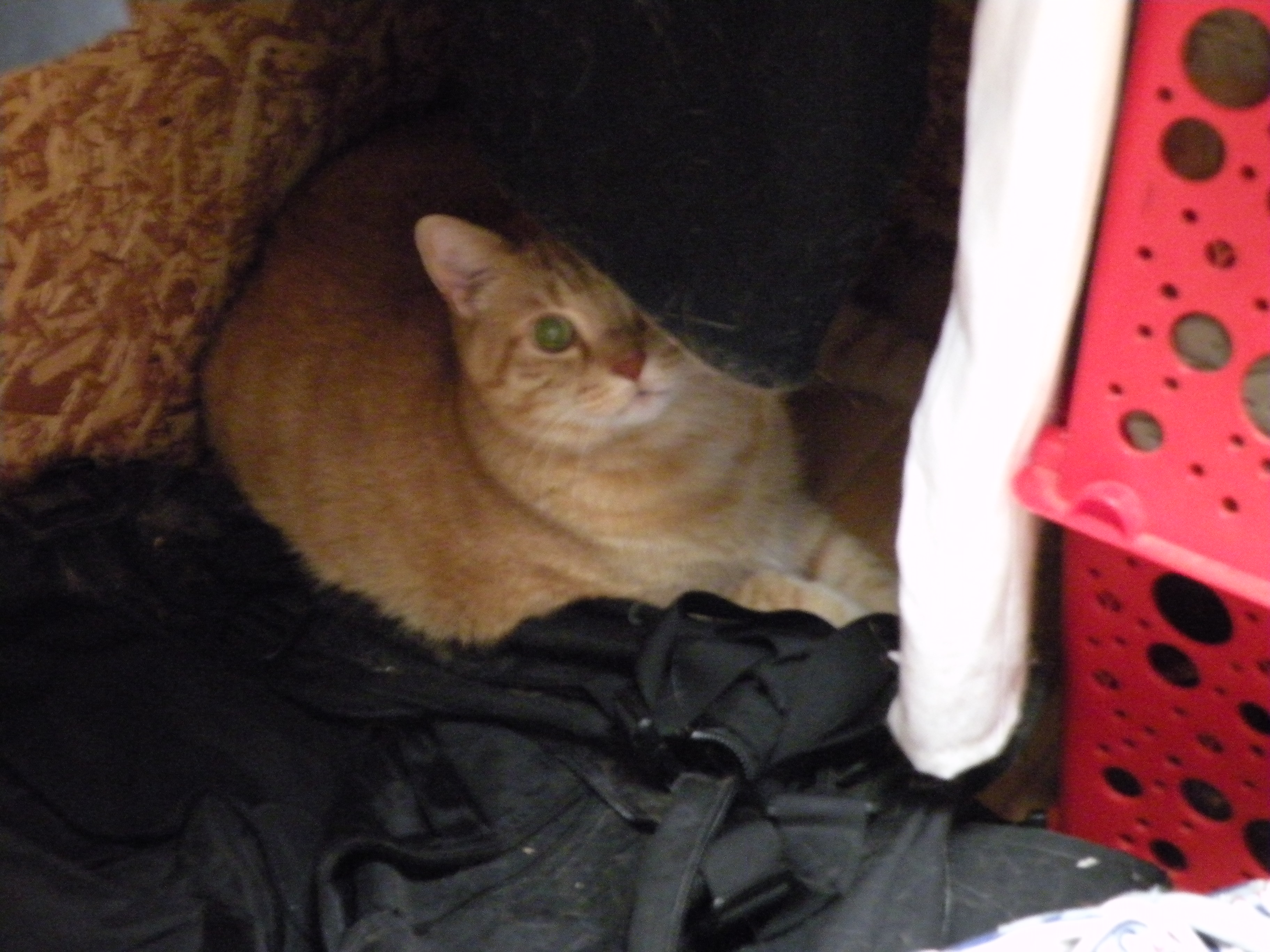 Garfield lounging in the closet to keep Ozzy company.