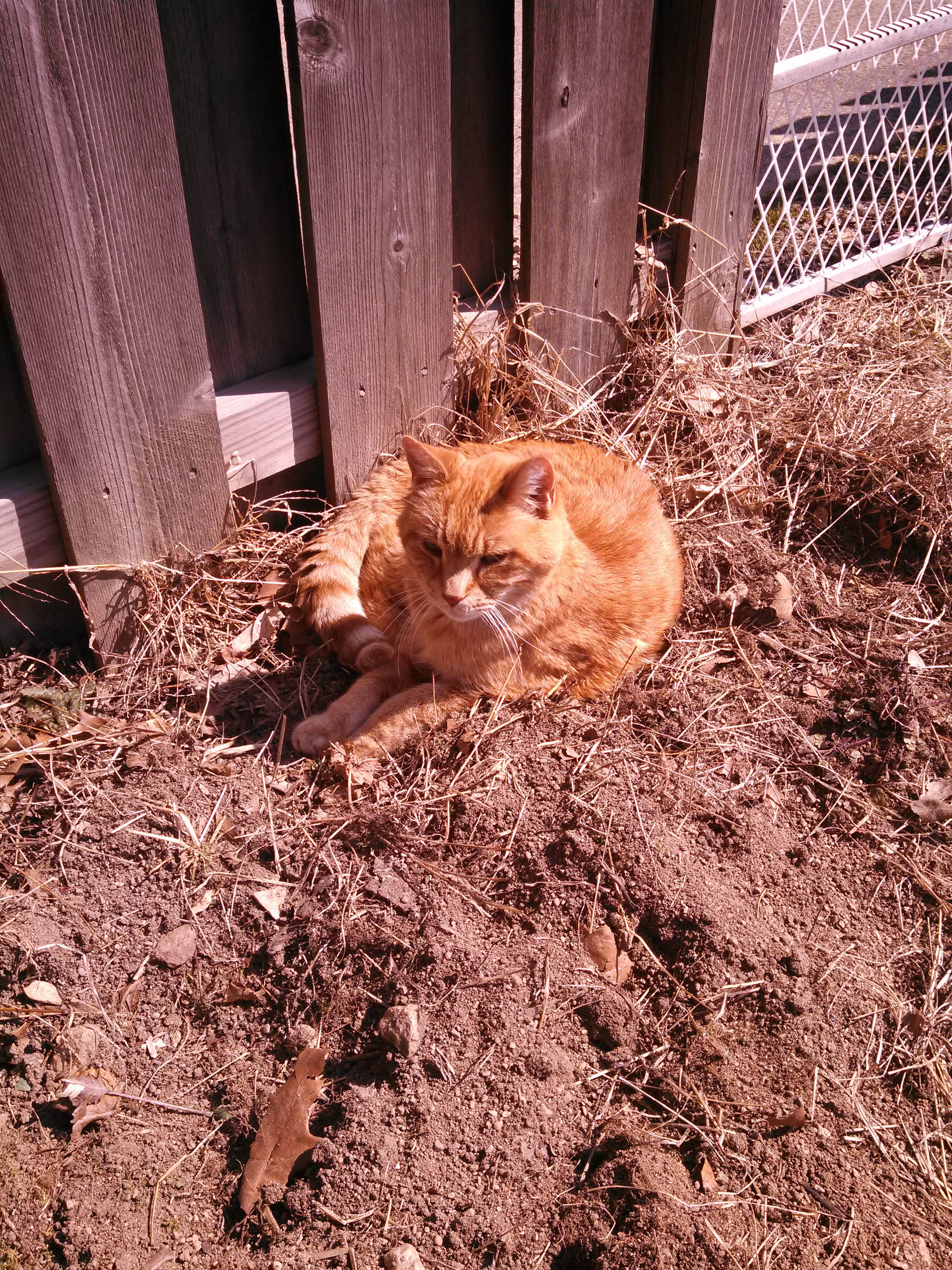 Garfield giving me The Look that says, "I'm awake. Why am I awake? Pet me or let me go back to sleep, Human."