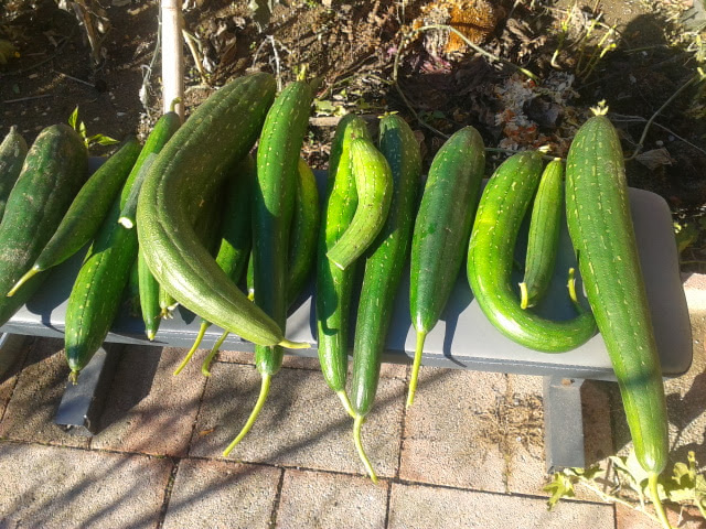 Very, very green luffa... freshly picked luffa, DIY luffa sponge, homegrown luffa, DIY spa supplies