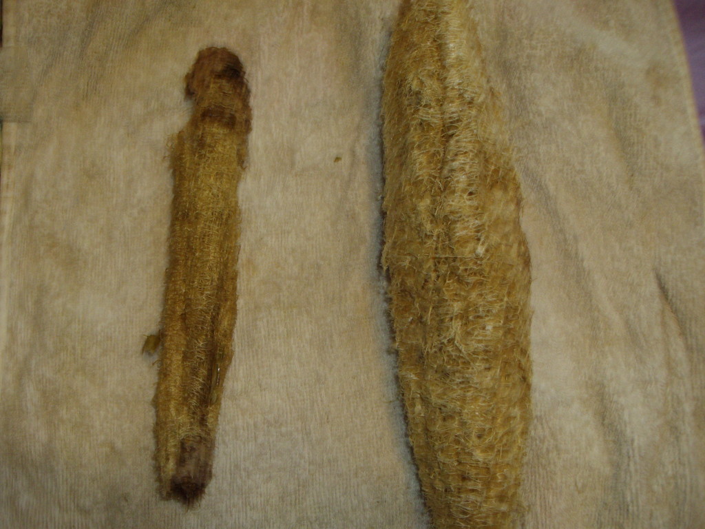 Do not adjust your monitor, the image is not that fuzzy. The fuzziness you see on the image is the sap that's left in the luffa even after it's dried. Left: dipped and stripped; right: left and peeled.