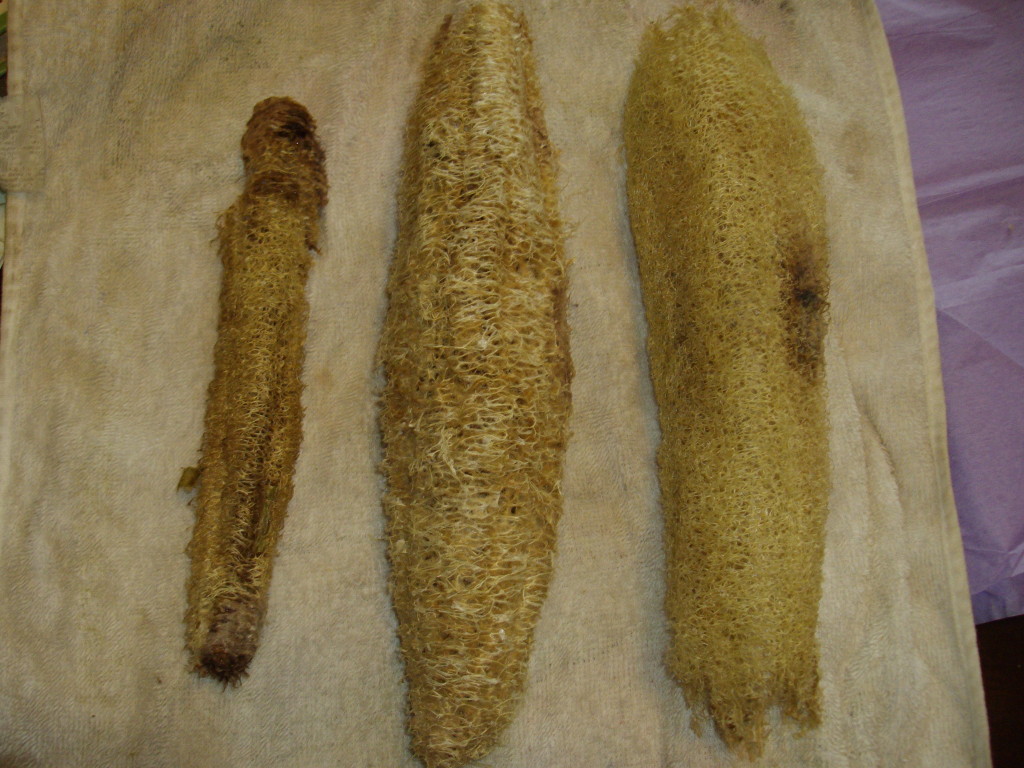 Left to right: Soaked, peeled, crushed