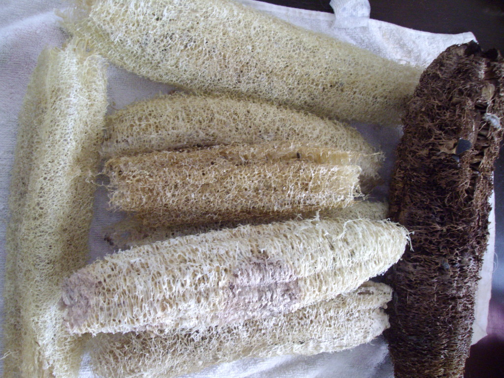 The luffa used in this experiment will be cleaned up, cut up, and soaked through with soap, then sold in Insanitek Gifts.